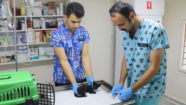 Yalova'da iki yavru kedi, ayakları kesilmiş halde bulundu - Sputnik Türkiye