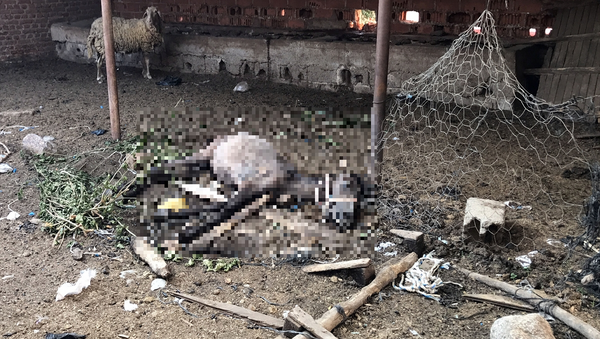 Aydın'da Çiftçi Mallarını Koruma Başkanlığına ait bahçede bir atın bakımsızlıktan öldüğü iddiasıyla Hayvanları Koruma Kanunu kapsamında ceza kesildi. - Sputnik Türkiye