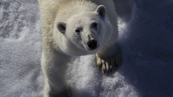 Polar bear - Sputnik Türkiye