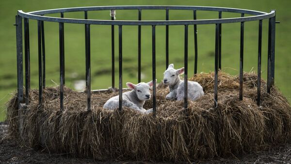 Two newborn lambs sit in a bale feeder on Pip Simpson's farm on Wansfell hill, above Troutbeck village in the Lake District National Park, near the town of Ambleside, northern England on April 18, 2018 - Sputnik Türkiye