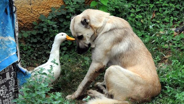 Ördek ile köpeğin şaşırtan dostluğu - Sputnik Türkiye