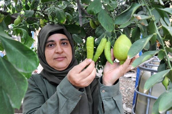 Hatay'ın Dörtyol ilçesinde limon ağacındaki bibere benzeyen limonlar - Sputnik Türkiye