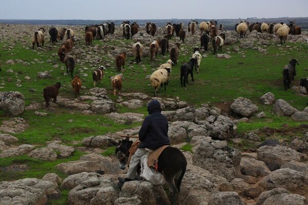 'Kuşçu' olarak bilinen Mehmet Salih Arslan'ın koyun ve keçileri - Sputnik Türkiye