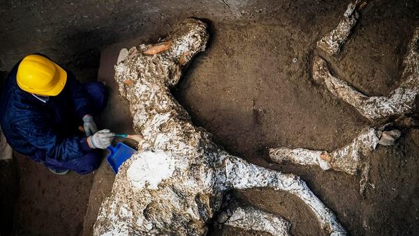 Pompeii - taşlaşmış at kalıntıları bulundu - Sputnik Türkiye