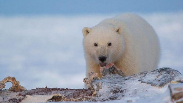 Rusya'da araştırmacılar ve bölge halkı öksüz bir kutup ayısını yaşatmaya çalışıyor - Sputnik Türkiye