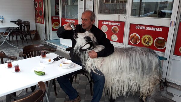 'Burada keçimle beraber kahvaltı ediyorduk, köpek bir anda saldırdı' - Sputnik Türkiye