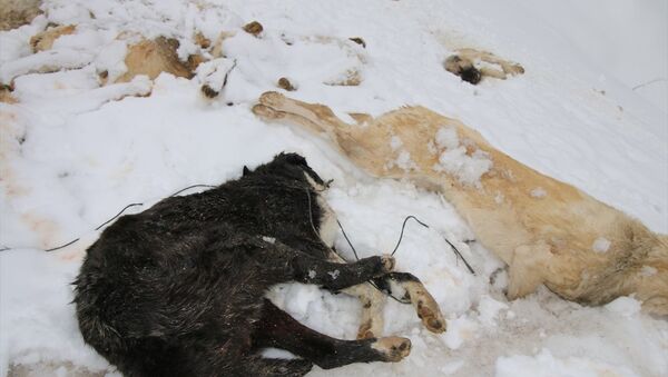 Konya'nın Bozkır ilçesinde 7 köpek, ayakları bağlı halde ölü bulundu. - Sputnik Türkiye