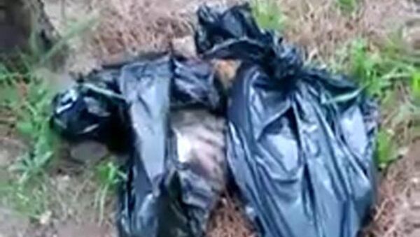 Denizli'nin Merkezefendi ilçesinde, ormanlık alana atılmış 4 ayrı çöp poşeti içinde toplam 6 kedi ölüsü bulundu. - Sputnik Türkiye