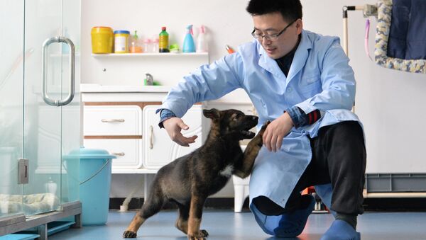 Çin'de klonlanan ilk polis köpeği eğitimlere başladı - Sputnik Türkiye