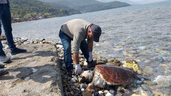 Kuşadası'nda iki ölü caretta caretta sahile vurdu - Sputnik Türkiye