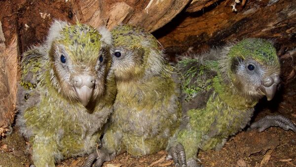 Yeni Zelanda’da gece papağanı olarak da bilinen ve soyu tükenme tehlikesi bulunan Kakapo yavruları - Sputnik Türkiye