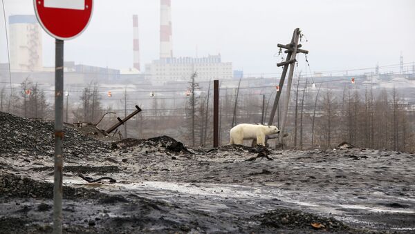 Sibirya'da şehre inen kutup ayısı - Sputnik Türkiye