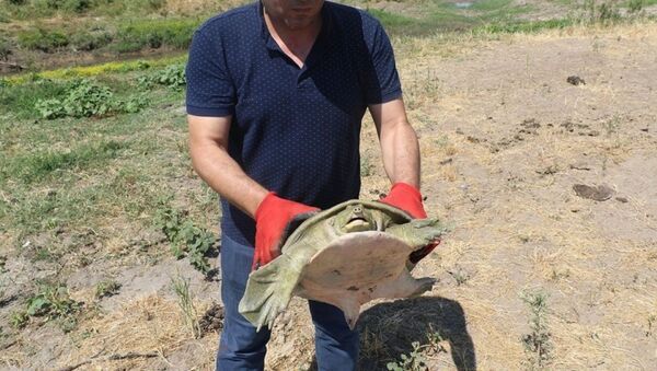 Diyarbakır'da nesli tükenmek üzere olan Fırat kaplumbağası bulundu - Sputnik Türkiye