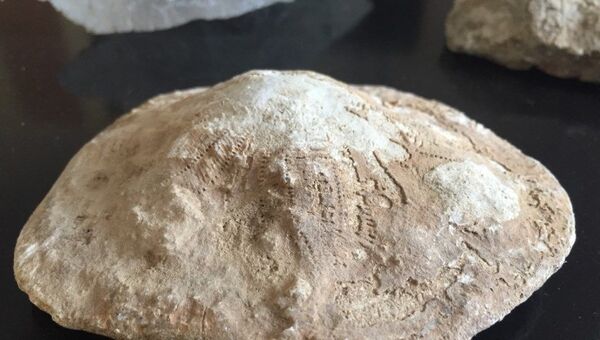 Kahramanmaraş'ta 35 milyon yıllık fosil bulundu - Sputnik Türkiye