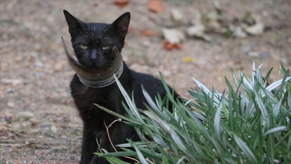 Kurtarılmaya çalışılan 'inatçı' kedi yakalandı - Sputnik Türkiye