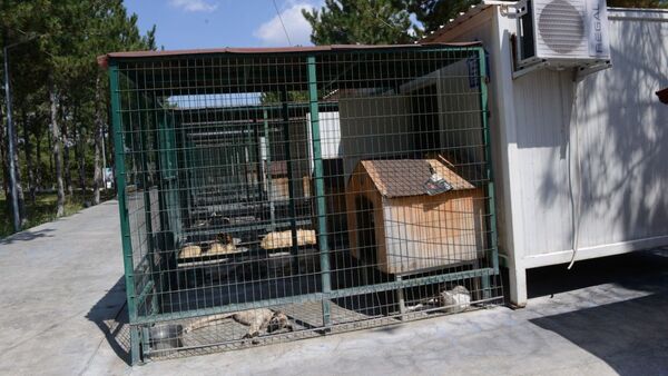 Sokak hayvanlarına klimalı konteyner - Sputnik Türkiye