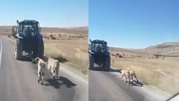 Kangal köpeklerini zincirle traktöre bağlayıp koşturdu - Sputnik Türkiye