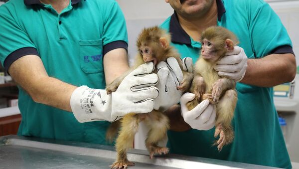 Şırnak'ta yakalanan maymun yavruları - Sputnik Türkiye