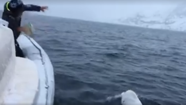 Top oynayan beyaz balinayı 'Rus ajanı' sandılar - Sputnik Türkiye