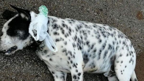 Muğla’nın Marmaris ilçesinde, yaban domuzlarından kurtulmak için ormanlık alana, yol ve çöp konteynırı kenarlarına atıldığı iddia edilen zehirli yiyecekleri yiyen 3 köpekten ikisi telef oldu. - Sputnik Türkiye