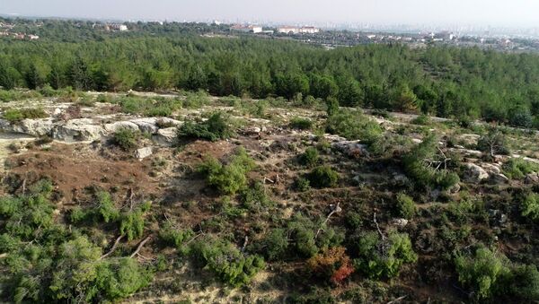 Mersin'de 72 dönümlük orman alanındaki kızılçam ağaçları kesildi - Sputnik Türkiye