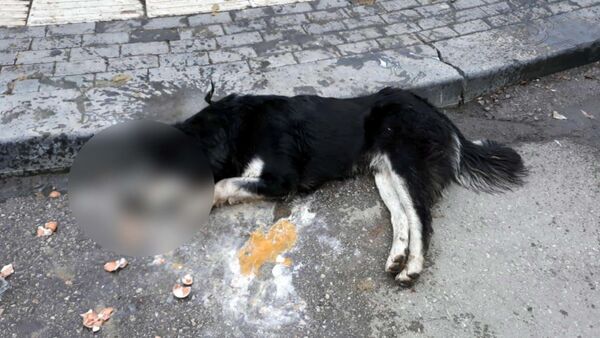 Ankara'da 20 sokak hayvanını zehirleyen kasap serbest bırakıldı - Sputnik Türkiye