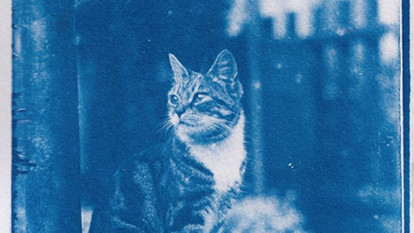 Blog yazarı 120 yıllık 'zaman kapsülünde' bulduğu kedi resimlerini yayınladı - Sputnik Türkiye
