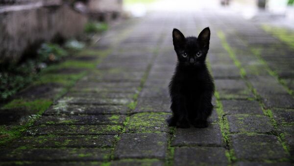 kedi-siyah kedi - Sputnik Türkiye