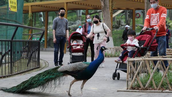 Koronavirüsün çıkış yeri olduğu sanılan Çin'in Vuhan kentinde hayatın normale dönmesiyle hayvanat bahçesi açıldı. - Sputnik Türkiye