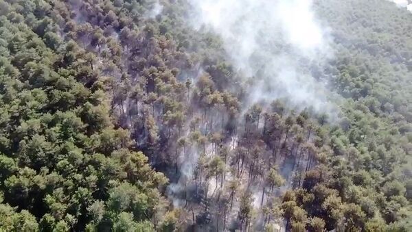 Maltepe Kayışdağı Ormanı'nda çıkan yangın, itfaiye ekiplerinin müdahalesi sonucu kontrol altına alındı. - Sputnik Türkiye